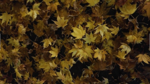 紅葉
