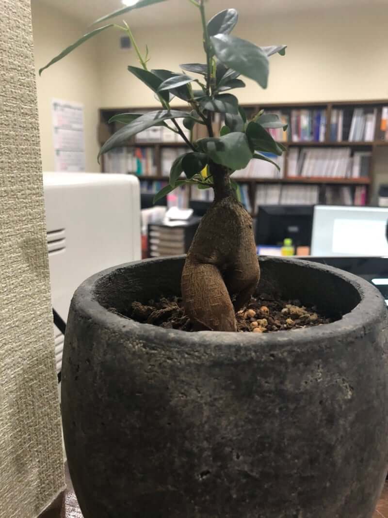弊社のオシャレ番長